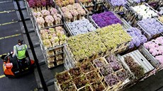 Největší květinová burza na světě se nachází v nizozemském Aalsmeeru. Největší květinová burza na světě se nachází v nizozemském Aalsmeeru.