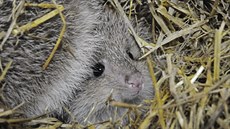 Jihlavská zoologická zahrada rozmnožila vzácné klokánky rudohnědé (jedno z... Jihlavská zoologická zahrada rozmnožila vzácné klokánky rudohnědé (jedno z...