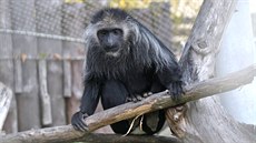 Gueréza běloramenná v jihlavské zoologické zahradě. Gueréza běloramenná v jihlavské zoologické zahradě.