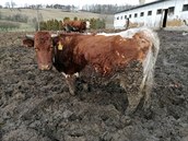 Žádná podestýlka, hromada bahna a výkalů ve kterých žijí unavená zvířata.... Žádná podestýlka, hromada bahna a výkalů ve kterých žijí unavená zvířata....