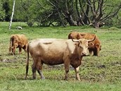 Na obhospodařování některých podmáčených luk spolupracují pracovníci Sdružení... Na obhospodařování některých podmáčených luk spolupracují pracovníci Sdružení...