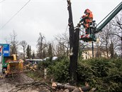 Ve Zlíně u tržiště pokáceli stromy, které už nebyly bezpečné. Ve Zlíně u tržiště pokáceli stromy, které už nebyly bezpečné.