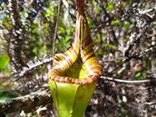 Masožravá láčkovka nepenthes fractiflexa, kterou na Borneu už v roce 2008... Masožravá láčkovka nepenthes fractiflexa, kterou na Borneu už v roce 2008...