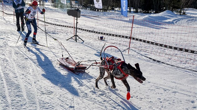 Martina tpnkov se psem Timem na trati v kategorii pulka, kdy pes thne sn a doprovz je lya.