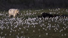 Dnes se tam prohánějí polární vlci, za několik let tam možná budou úrodné lány.... Dnes se tam prohánějí polární vlci, za několik let tam možná budou úrodné lány....