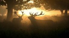 Richmond Park je jedno z nejlepších míst v celé Británii, pokud chcete vidět... Richmond Park je jedno z nejlepších míst v celé Británii, pokud chcete vidět...