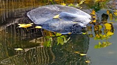 Kožnatka Swinhoeova (Rafetus Swinhoei) je kriticky ohrožená želva zvláštního... Kožnatka Swinhoeova (Rafetus Swinhoei) je kriticky ohrožená želva zvláštního...