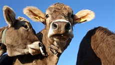 Mladá doktorandka doufá, že její studie bude mít praktický přínos pro farmáře,... Mladá doktorandka doufá, že její studie bude mít praktický přínos pro farmáře,...