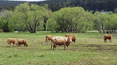 Na obhospodařování některých podmáčených luk spolupracují pracovníci Sdružení... Na obhospodařování některých podmáčených luk spolupracují pracovníci Sdružení...