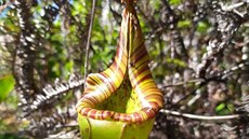 Masožravá láčkovka nepenthes fractiflexa, kterou na Borneu už v roce 2008... Masožravá láčkovka nepenthes fractiflexa, kterou na Borneu už v roce 2008...