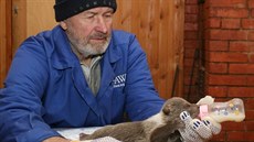 Záchranáři se snaží minimalizovat lidský pach i pomocí rukavic. Záchranáři se snaží minimalizovat lidský pach i pomocí rukavic.