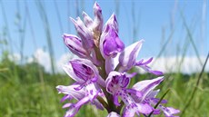 Český svaz ochránců přírody vyhlásil rok 2020 rokem orchidejí, nádherných... Český svaz ochránců přírody vyhlásil rok 2020 rokem orchidejí, nádherných...