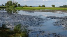 Ptačí park má vzniknout u Dubňan na Hodonínsku. Ornitologové si pro něj v nivě... Ptačí park má vzniknout u Dubňan na Hodonínsku. Ornitologové si pro něj v nivě...
