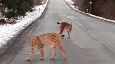 Rysí samce se řidiči podařilo vyfotit na silnici u Skelné u Prášil. (1. března... Rysí samce se řidiči podařilo vyfotit na silnici u Skelné u Prášil. (1. března...