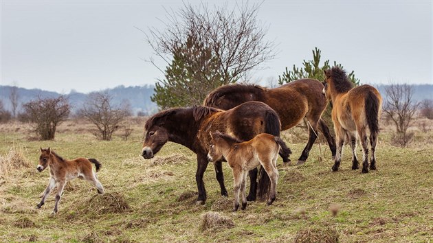Divoc kon s hbaty funguj na pastvin u Milovic pln ukzkov, co potvrdila i pozorovn etolog, odbornk na chovn zvat. 