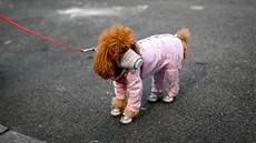 Lidé před koronavirem chrání i své domácí mazlíčky. Masku tak dostal i tento... Lidé před koronavirem chrání i své domácí mazlíčky. Masku tak dostal i tento...