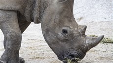 Samice nosorožce bílého jižního (tuponosého) Gaya přicestovala do Zoo Dvůr... Samice nosorožce bílého jižního (tuponosého) Gaya přicestovala do Zoo Dvůr...