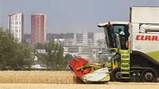 Méně známou tváří metropole jsou lány obilí na dohled od husté bytové zástavby.... Méně známou tváří metropole jsou lány obilí na dohled od husté bytové zástavby....
