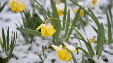 Narcisy zasypané sněhem po silných sněhových nadílkách v Maďarsku. (23. března... Narcisy zasypané sněhem po silných sněhových nadílkách v Maďarsku. (23. března...