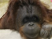 Zvířata v zoologických zahradách prožívají nezvykle klidné období, patří k nim... Zvířata v zoologických zahradách prožívají nezvykle klidné období, patří k nim...