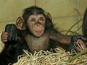 Šimpanzí slečně Caile, která se narodila v plzeňské zoo, budou tři měsíce. Šimpanzí slečně Caile, která se narodila v plzeňské zoo, budou tři měsíce.