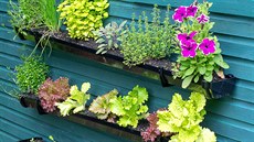 Přeměňte stěnu domu nebo kůlny v místo zelenající se bujnou vegetací čerstvých... Přeměňte stěnu domu nebo kůlny v místo zelenající se bujnou vegetací čerstvých...