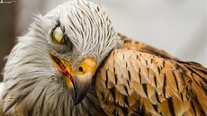 Kriticky ohroženého luňáka červeného, který byl nalezen na začátku března 2020... Kriticky ohroženého luňáka červeného, který byl nalezen na začátku března 2020...