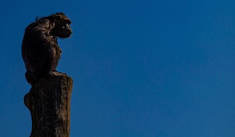 Gorily do karantény! Ve Dvoře Králové izolovali lidoopy, také jim hrozí nákaza Lidoopi ve dvorské zoo se také ocitli v karanténě (28. 3. 2020). | na serveru Lidovky.cz | aktuální zprávy