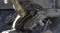 V březnu se již lidé mohou v přírodě setkat s mláďaty zajíců, muflonů nebo... V březnu se již lidé mohou v přírodě setkat s mláďaty zajíců, muflonů nebo...
