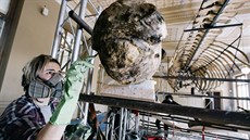 Restaurátoři Národního muzea v Praze začali s obnovou stoleté kostry samice... Restaurátoři Národního muzea v Praze začali s obnovou stoleté kostry samice...