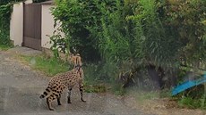 Kočkovitá šelma původem z Afriky se v Újezdu nad Lesy zaběhla i v roce 2019. Kočkovitá šelma původem z Afriky se v Újezdu nad Lesy zaběhla i v roce 2019.