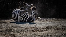Areál dvorské zoo je bez lidí nezvykle prázdný, podivují se tomu i zvířata (28.... Areál dvorské zoo je bez lidí nezvykle prázdný, podivují se tomu i zvířata (28....