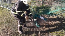 Srnec se zamotal do sítě u fotbalového hřiště ve Kvíčovicích na Domažlicku... Srnec se zamotal do sítě u fotbalového hřiště ve Kvíčovicích na Domažlicku...