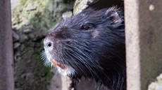 Nutrie obsadily lokalitu za obchodním centrem Plaza v Plzni. Lidé se na ně... Nutrie obsadily lokalitu za obchodním centrem Plaza v Plzni. Lidé se na ně...