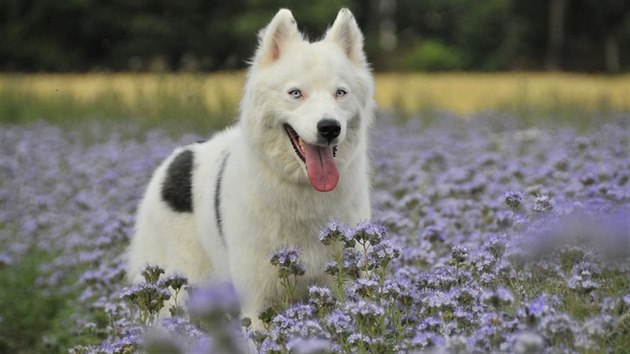 Jakutsk lajka je svhlav a velmi hrd pes.