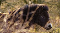 V sobotu zamířily dvě klisny z milovické rezervace do Německa (18. dubna 2020). V sobotu zamířily dvě klisny z milovické rezervace do Německa (18. dubna 2020).