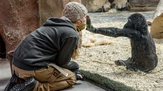 Gorilí sameček Ajabu si přes sklo hraje s chovatelkou Lucií Holatovou.... Gorilí sameček Ajabu si přes sklo hraje s chovatelkou Lucií Holatovou....