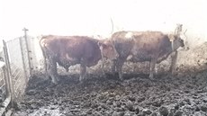 Žádná podestýlka, hromada bahna a výkalů ve kterých žijí unavená zvířata.... Žádná podestýlka, hromada bahna a výkalů ve kterých žijí unavená zvířata....