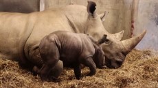 V kodaňské zoo se narodilo mládě nosorožce tuponosého. V kodaňské zoo se narodilo mládě nosorožce tuponosého.