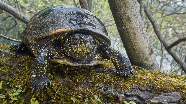 Želva bahenní na severu Čech. „Potkat při potápění naši původní želvu bahenní, která je navíc kriticky ohroženým druhem, byl zážitek přesahující potápění se žraloky na jihu Afriky,“ říká Kepič.