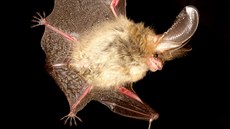 Jedním z v Česku se vyskytujících druhů je netopýr ušatý (Plecotus auritus) Jedním z v Česku se vyskytujících druhů je netopýr ušatý (Plecotus auritus)