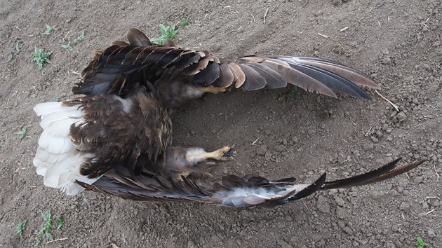 Na poli u Bzence na Hodonnsku byl nalezen nejprve otrven samec orla moskho. O kus dl leela mrtv tak samice a v hnzd i mld.