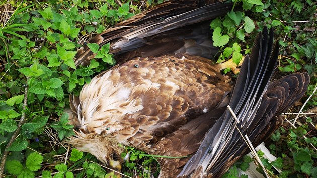 Otrven samice orla moskho, kter byla nalezena u Bzence na Hodonnsku. Zemel tak samec a mld v hnzd.
