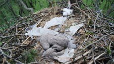 Krom dvou dosplých orl moských zabil jed u Bzence na Hodonínsku také jejich...