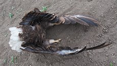 Na poli u Bzence na Hodonínsku byl nalezen nejprve otrávený samec orla...