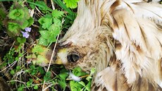 Otrávená samice orla moského, která byla nalezena u Bzence na Hodonínsku....