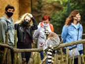 Nvtvnci zooparku Zjezd u stedoeskho Buthradu pozoruj skupinku...
