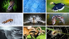Fotografie nominované v soutěži Czech Nature Photo 2020 Fotografie nominované v soutěži Czech Nature Photo 2020