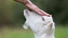 Koza umí být díky své inteligenci opravdu milou spolenicí. (Na snímku je koza...