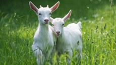 Kůzlata bývají hravá, takže si velmi rozumí s dětmi. Na snímku kůzlata kozy... Kůzlata bývají hravá, takže si velmi rozumí s dětmi. Na snímku kůzlata kozy...
